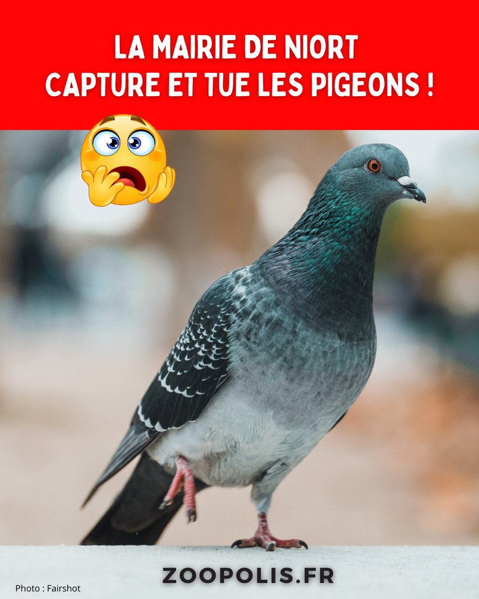 Monsieur le Maire <a href="/JeromeBaloge/">Jérôme Baloge 🇺🇦</a>,
Des centaines de #pigeons sont capturés et tués par la <a href="/Mairie_Niort/">Ville de Niort</a>.🐦 Je vous fais part de mon indignation.
C'est de la cruauté.☠️
Je vous demande d'y mettre un terme.