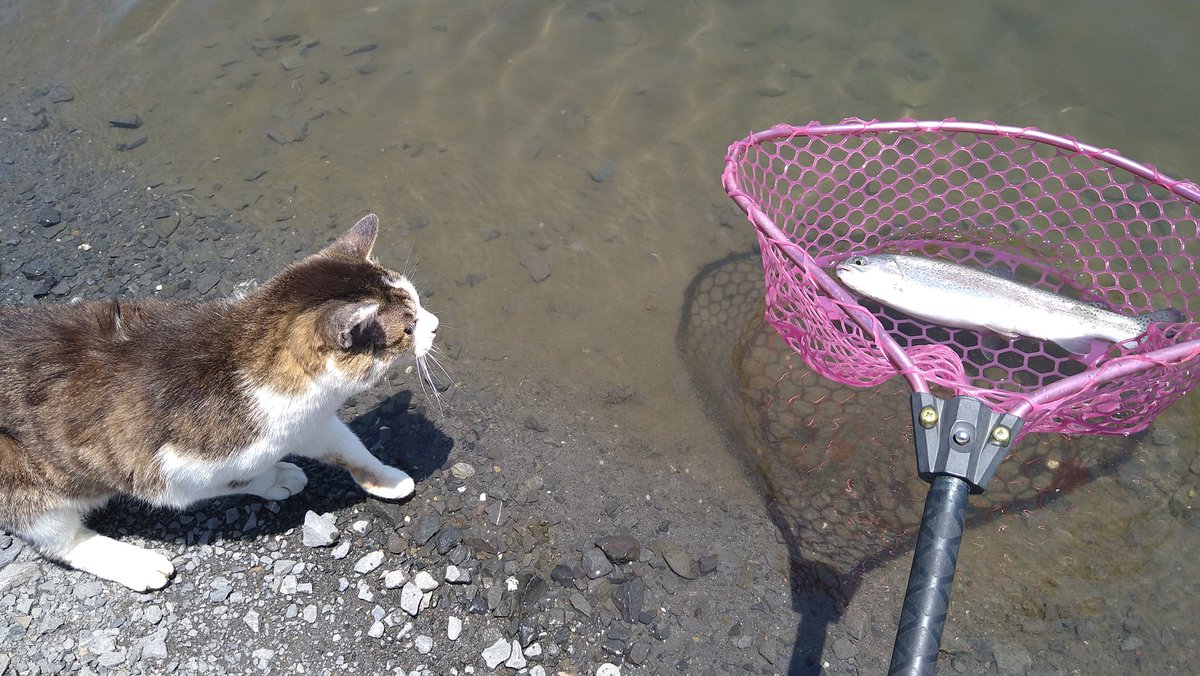 鳥ばっかり魚持って行ってズルイ！という気持ちもわからなくはないですが……ダメです。