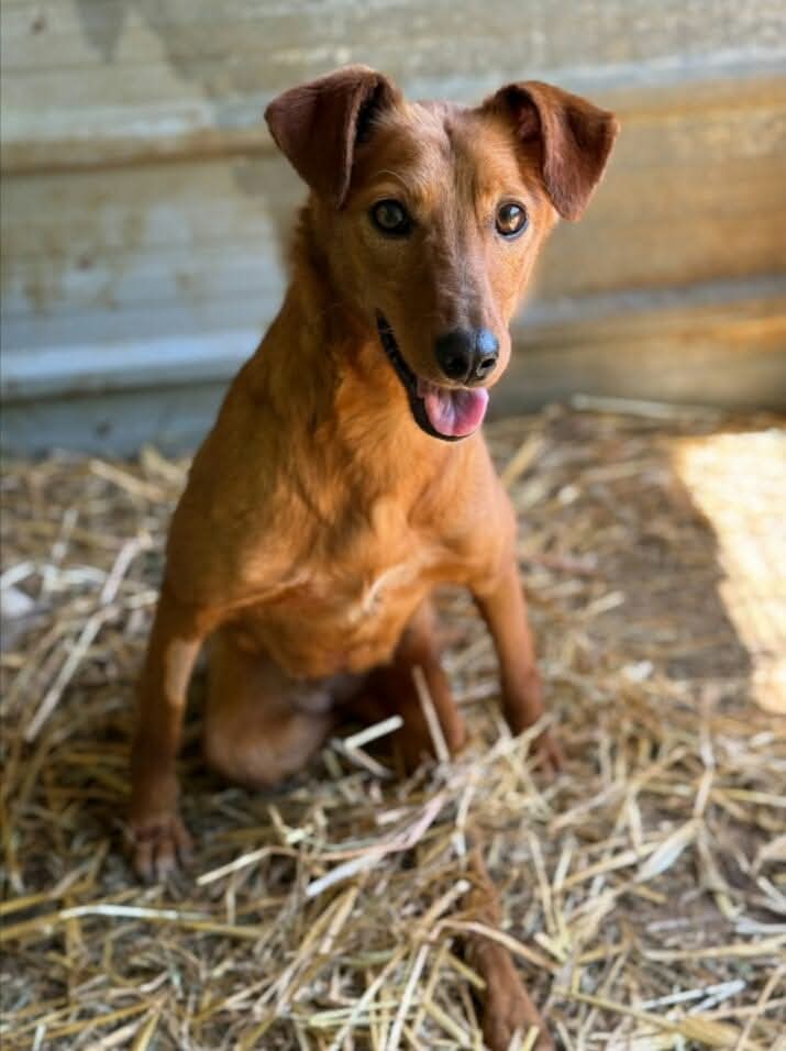DISUMANITÀ ASSOLUTA..

KARENINA...

Prijdor,Bosnia..
Dicembre,davanti alla stazione,uno scatolone con una creatura urlante..

KARENINA ferita,con la colonna devastata,chiedeva aiuto,nessuno si è fermato..

Qualcuno si è impietosito poi,ma è stata portata in un canile di zona..