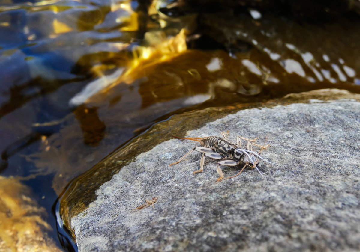Wildlife Officer Robyn spotted a stonefly exuviae by the river - a sure sign that riverflies are emerging! These insects are vital indicators of clean water and play a crucial role in freshwater ecosystems.

#Riverflies #FreshwaterLife #NatureWatch 🪰🌊