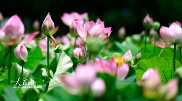雲南省彌勒市甸溪河濕地公園，夏日荷花進入盛花期，粉白相間的花朵競相綻放，與濕地生態景觀交相輝映，為公園繪就一幅夏日生態畫卷。