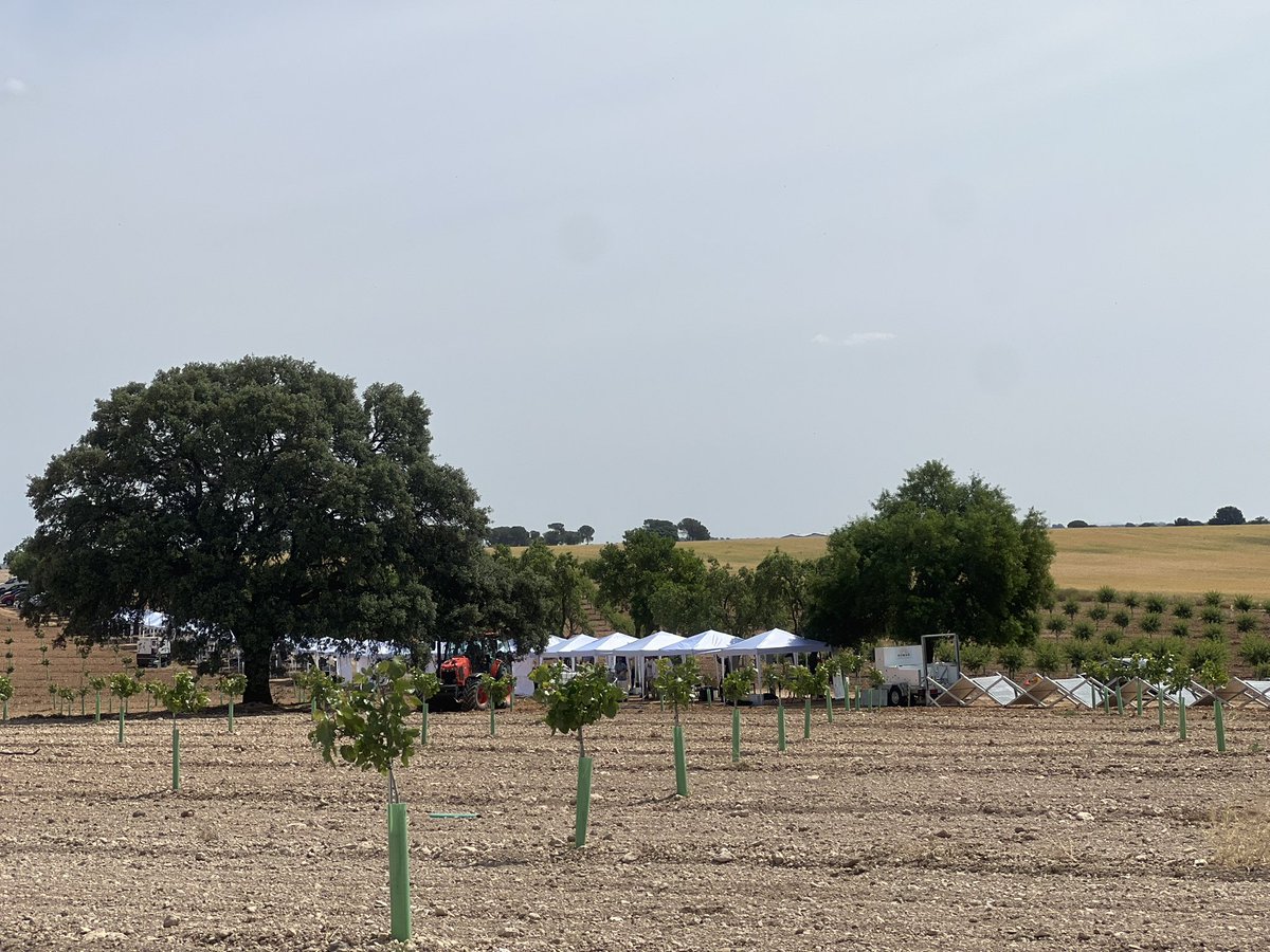 César Marcos Cabañas (@csarmarcos) on Twitter photo Nuevas soluciones para la agricultura y ganadería en el #AgroPitch #Startups en la Jornada #AgrobankTech Digital INNovation #ComunidadATDI
Hoy en Tarazona de la Mancha entre pistachos, almendros, viñedo, cereal y jóvenes agricultores <a href="/AgroBank_CABK/">AgroBank</a> <a href="/gobmapa/">Ministerio de Agricultura, Pesca y Alimentación</a> #pulverizadoresfede Nuevas soluciones para la agricultura y ganadería en el #AgroPitch #Startups en la Jornada #AgrobankTech Digital INNovation #ComunidadATDI
Hoy en Tarazona de la Mancha entre pistachos, almendros, viñedo, cereal y jóvenes agricultores <a href="/AgroBank_CABK/">AgroBank</a> <a href="/gobmapa/">Ministerio de Agricultura, Pesca y Alimentación</a> #pulverizadoresfede