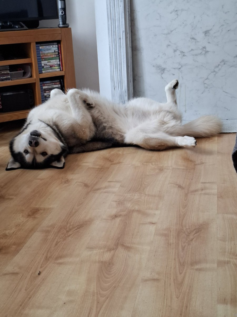 bear_pause's tweet image. The dog is definitely living his best life today!