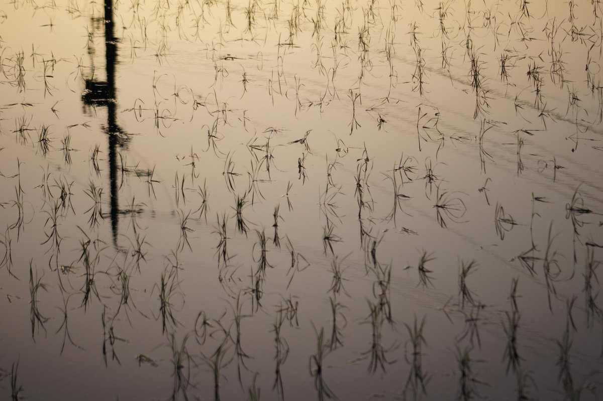 ＃イマソラ　＃夕暮れ田んぼ
＃木曜日
暑い一日お疲れ様でした。
田んぼが綺麗で
少し🍃の出てきた名古屋です。
いい夜をお過ごし下さいね😊
＃オーストラリア戦⚽️
楽しみで🎶