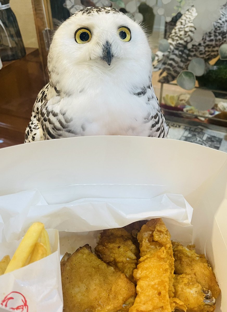 シロフクロウと創業記念パック