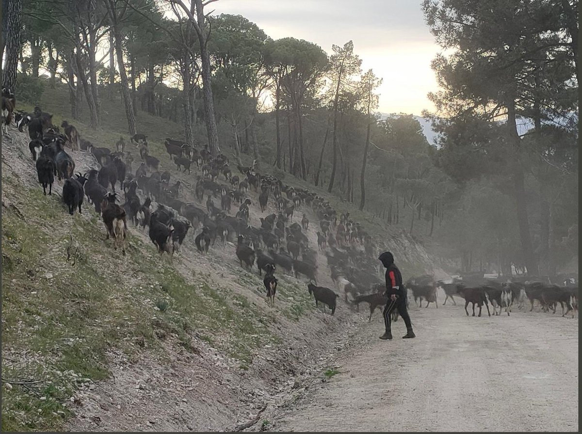 REAL JARDÍN BOTÁNICO (@rjbotanico) on Twitter photo Dos fósiles vivientes protegidos en España y estudiados en el <a href="/RJBOTANICO/">REAL JARDÍN BOTÁNICO</a> <a href="/CSIC/">CSIC</a> : nomevés (Gyrocaryum oppositifolium) y dragoncito de la Sierra de Gádor (Gadoria falukei) han sido incluidos en el Catálogo de Especies Amenazadas. Ambos en peligro crítico.
rjb.csic.es/el-catalogo-es… Dos fósiles vivientes protegidos en España y estudiados en el <a href="/RJBOTANICO/">REAL JARDÍN BOTÁNICO</a> <a href="/CSIC/">CSIC</a> : nomevés (Gyrocaryum oppositifolium) y dragoncito de la Sierra de Gádor (Gadoria falukei) han sido incluidos en el Catálogo de Especies Amenazadas. Ambos en peligro crítico.
rjb.csic.es/el-catalogo-es…