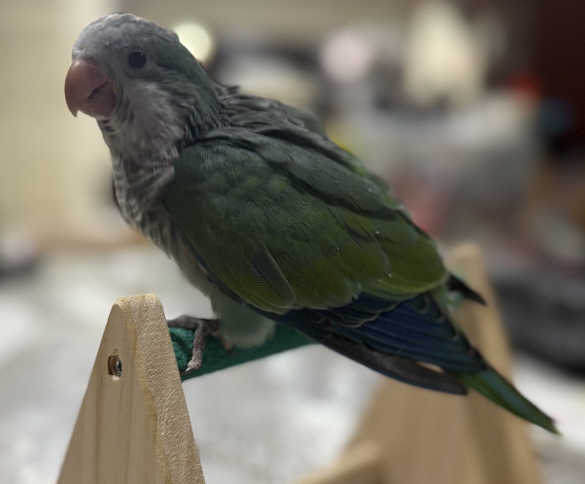 ป๋มเกาะคานได้แล้วนะกั๊บมามี๊!