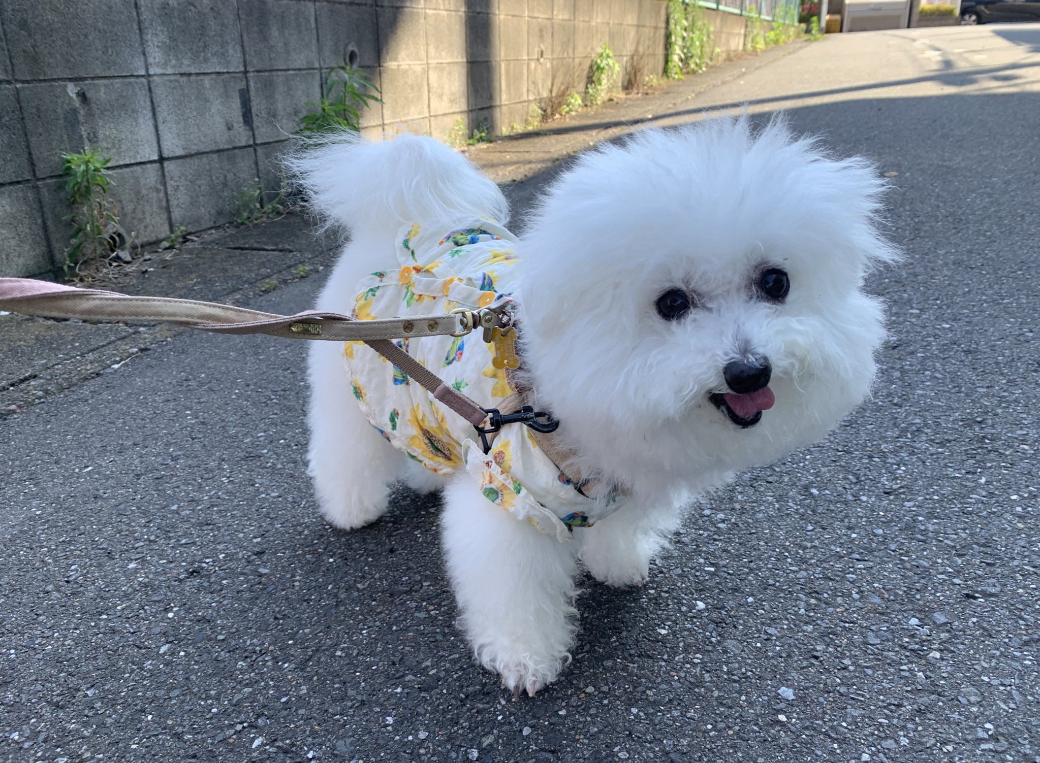 わんちゃんページ 2039000320977.jpg