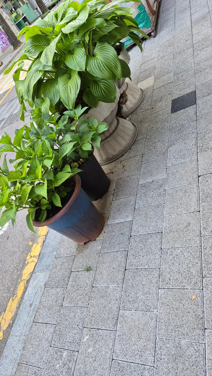 광주 본가로 가는길에 보았던 노란 꽃 
빼꼼 얼굴 내민 고양이