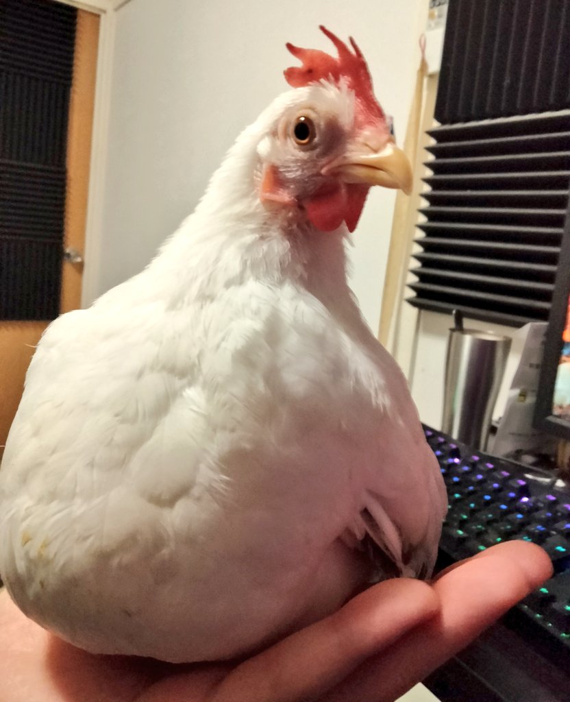 bantam_chicken's tweet photo. 手乗りチキン https://t.co/uNvVgBbeIo