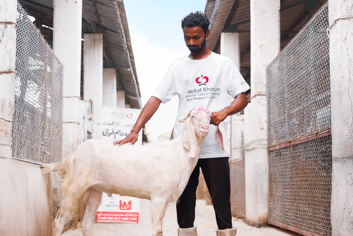 ہمارے مقرر کردہ مذبح خانے میں قربانی کے جانوروں کا باقاعدگی سے معائنہ کیا جاتا ہے تاکہ اس بات کو یقینی بنایا جا سکے کہ ہر جانور قربانی کے تمام شرعی تقاضوں کے اعتبار سے موزوں ہے۔

اپنا آرڈر آن لائن بک کروانے کیلئے وزٹ کریں:
shaukatkhanum.org.pk/qurbani

#SKMCH #BariEidBaraItmenan