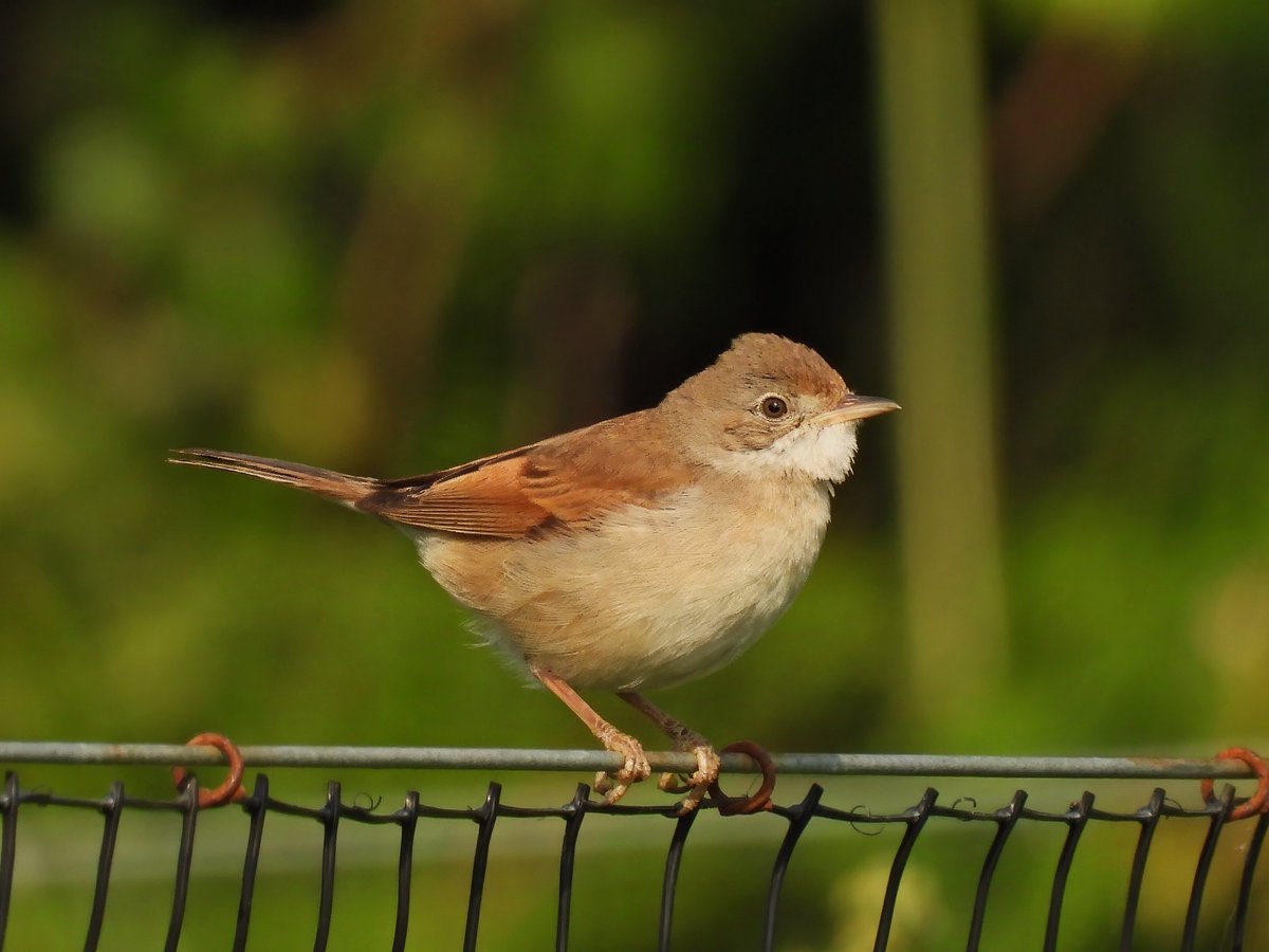 A few from <a href="/RSPBPulborough/">RSPB Pulborough Brooks</a> yesterday.