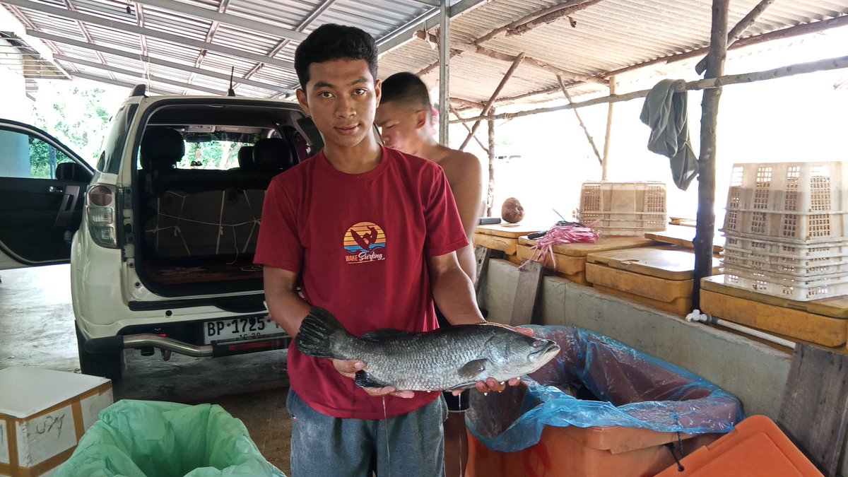 Pangsan Sibungsu Harahap tweet media