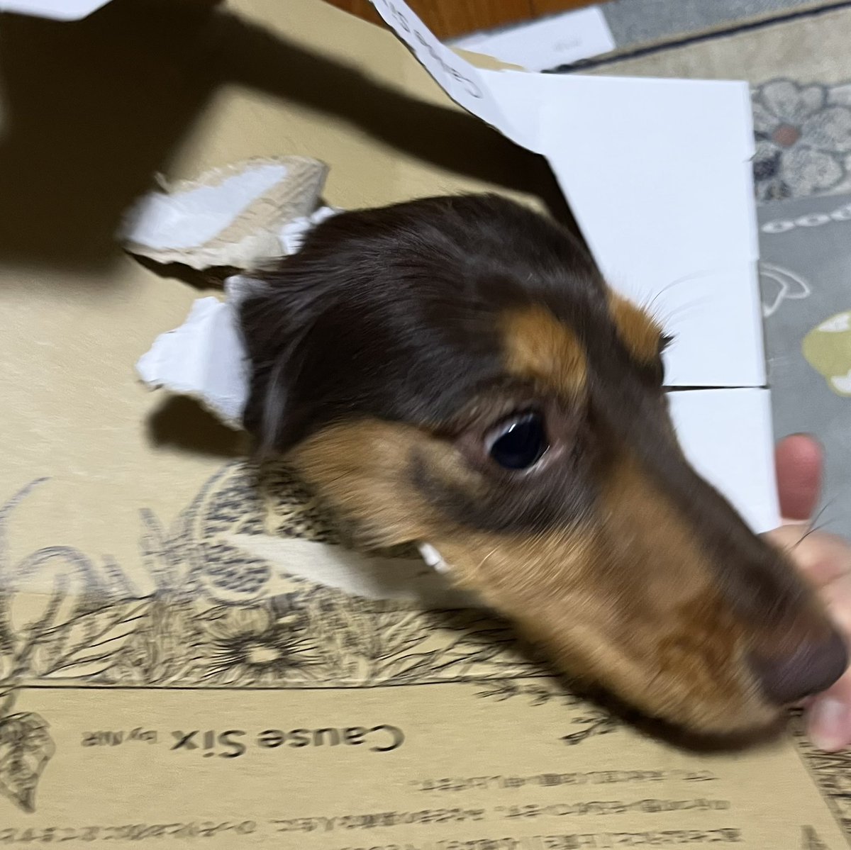 桃🍑ちゃんの作品の続きです✨✨⭐️

こんな遊びもあるのですね🤣(少しピンボケ)