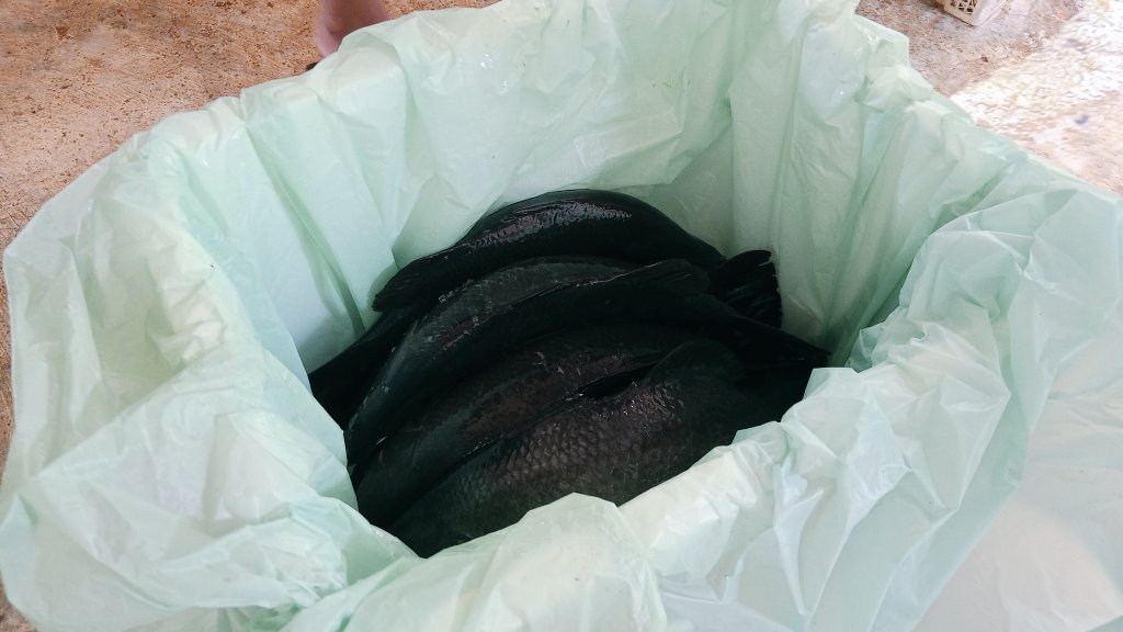 Pangsan Sibungsu Harahap tweet media