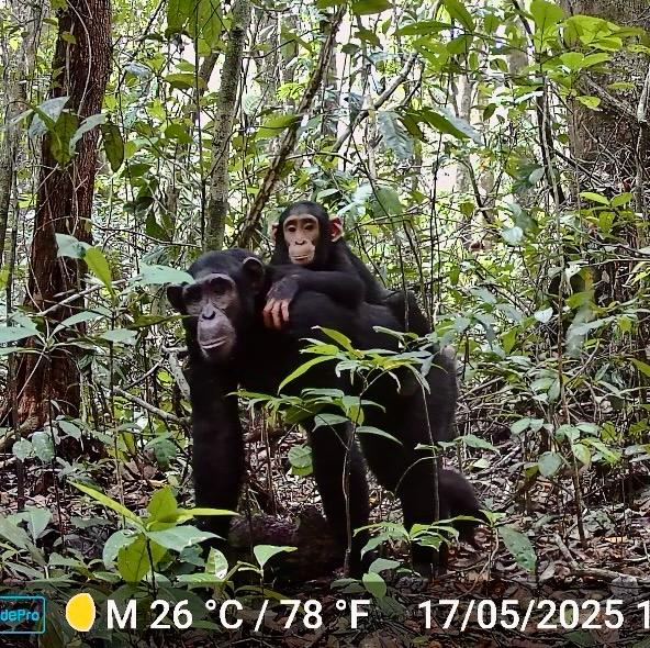 antoinetabu1's tweet photo. Journée internationale de l’environnement: les chimpanzés de l’Est prospèrent à Bili-Uere, un refuge précieux pour la biodiversité, grâce aux efforts de conservation et à l'implication des communautés locales ! 🐵🌿 . Chaque geste compte ! Chaque effort est précieux !
 #AWF https://t.co/yeq0eC7Oe3
