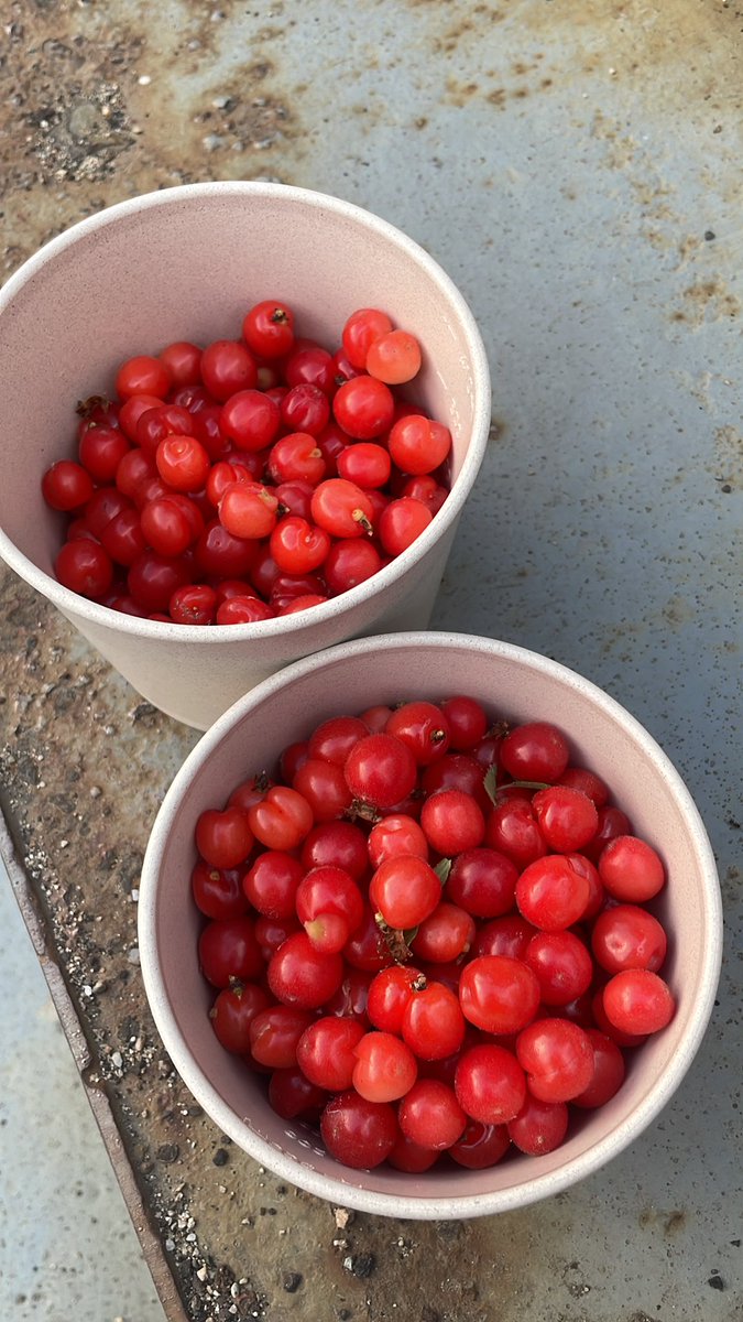 올해의 앵두 수확