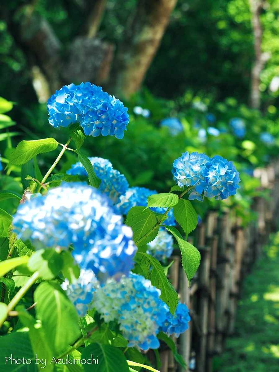 法多山の紫陽花がもうすぐ見頃です