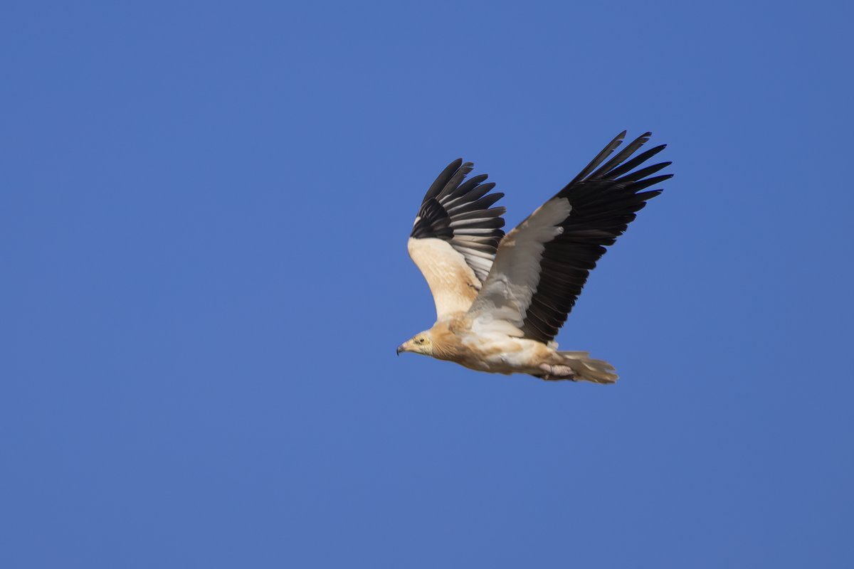 Alimoche Común
Fuerteventura
instagram.com/delfingonfer/
La subespecie majorensis es endémica de las Islas Canarias, encontrándose exclusivamente en las islas de Fuerteventura y Lanzarote, siendo Fuerteventura la isla donde se encuentra el núcleo reproductor más importante.