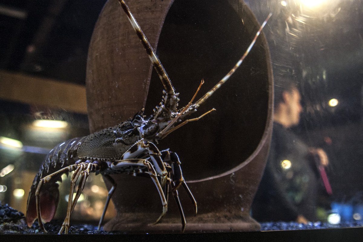 🪸Hoxe, Día Mundial do Medio Ambiente e 26 aniversario do Aquarium Finisterrae, visita guiada temática pola sala Maremagnum sobre a acidificación das augas, a contaminación mariña, as especies invasoras...➡️ acortar.link/pi1qFH
 
🗓️ 5 xuño, ás 17.30 h, no Aquarium Finisterrae