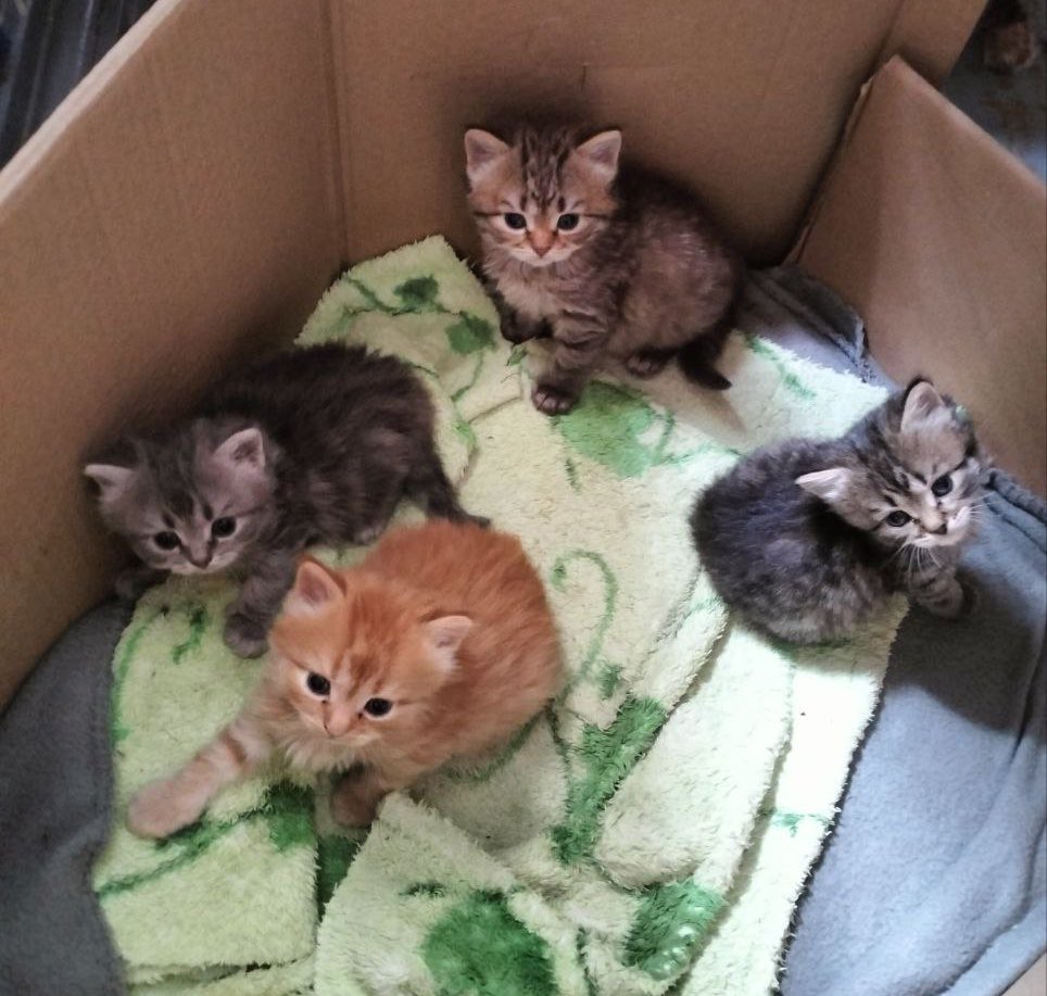 До мого батька у двір залізла кішка і народила кошенят, дивіться які гарнюні
Суми/Київ, може хтось хоче собі маленьке чарівне кошенятко? 👉👈