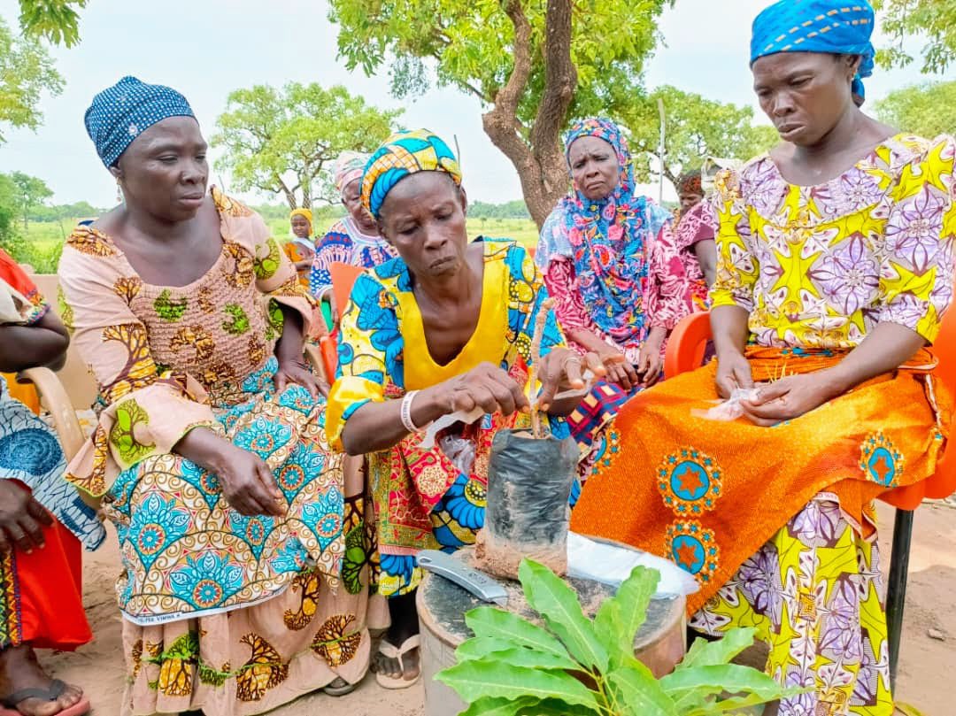 UNDPGhana's tweet photo. Scenes from the #GSLERP Parkland Management Training in Northern Savannah for farmers, local leaders & communities on:
✅ Shea parkland management
✅ Tree conservation
✅ Agroforestry
✅ Biodiversity
This training is funded by @theGCF.
#Agroforestry
#SheaConservation
#ClimateAction
#GreenGhanaMonth