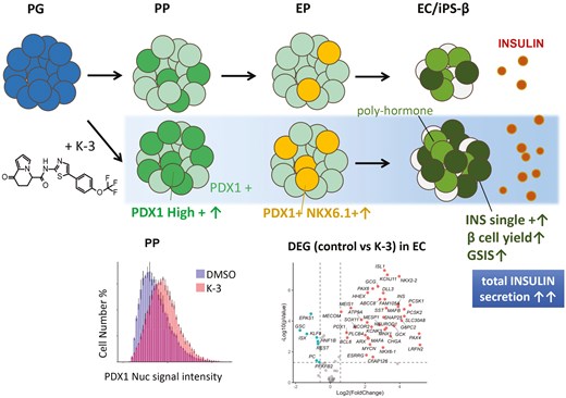A small molecule K-3 promotes PDX1 expression and potentiates the differentiation of pluripotent stem cells into insulin-producing pancreatic β cells
doi.org/10.1093/stmcls…