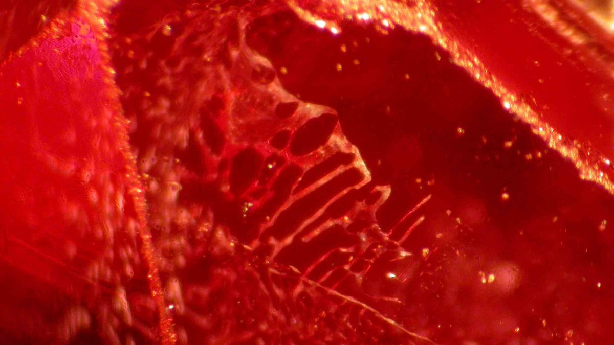 Synthetic ruby may have feathers containing white or yellow translucent flux, which is indicative of flux-growth 🔴

Join our next group of students in September 2025: gem-a.com/education/stud…

Study online over the summer with the Gem-A GemIntro course: gemintro.gem-a.com