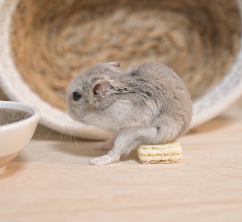 ごはん屋    「ちょっと、ウエハースをイスにしないでよ・・・ポーズもなんか変だよ・・・」