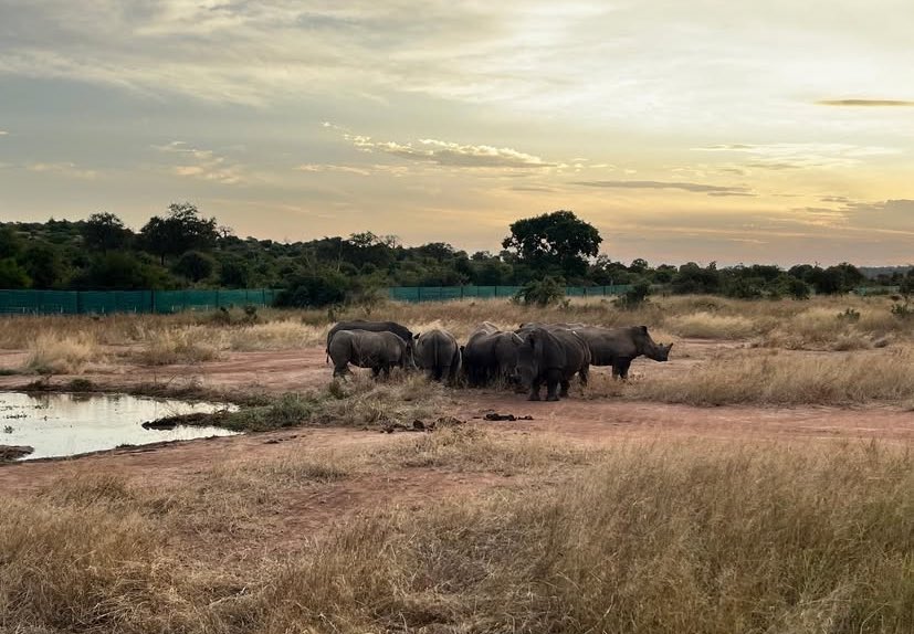 We're thrilled to announce the successful reintroduction of white rhino into Gonarezhou National Park, marking a significant milestone for conservation!

Gonarezhou National Park 🇿🇼.