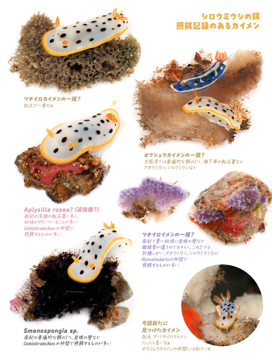 シロウミウシが食べた記録のある海綿色々。しかもこれ以外にも全然あるっぽい（カイメンの同定はあまり参考にならないけど。。）