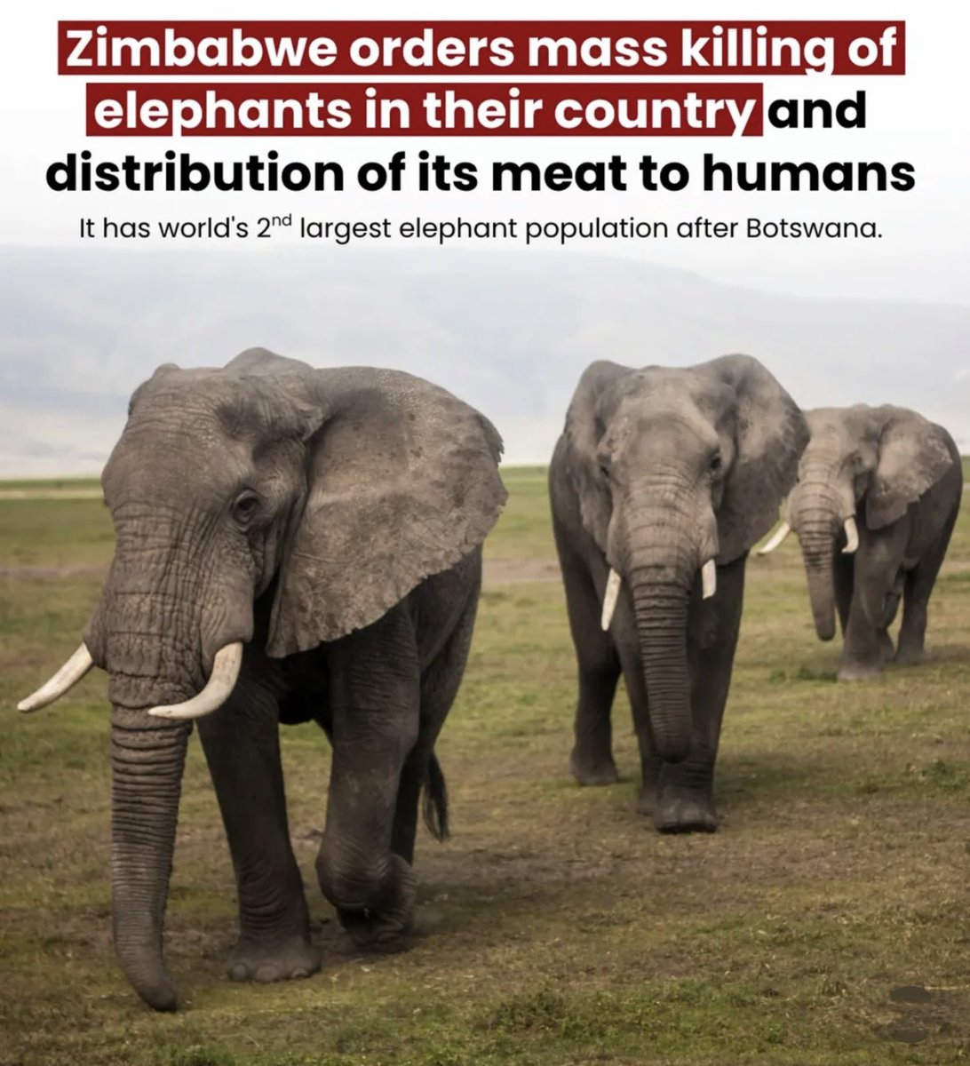 Hello <a href="/narendramodi/">Narendra Modi</a> ji, could we import elephants from Zimbabwe and offer them alternative food in exchange for them?

CC: <a href="/ril_foundation/">Reliance Foundation</a>