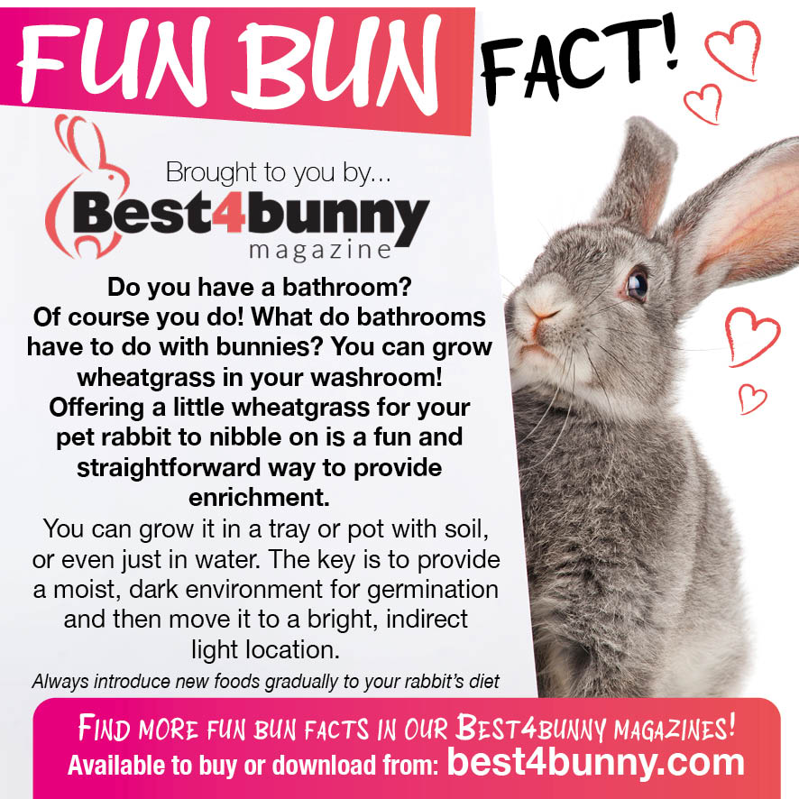 Fun Bun Fact!
Find many more fun bun facts in our Best4bunny magazines.
All available to buy or download here... best4bunny.com/magazines/