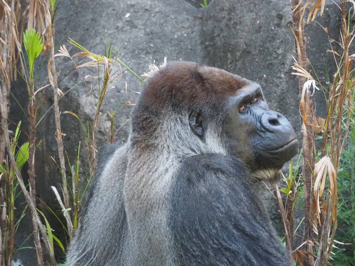今日も格好良いモンタさん🦍😊

ローラちゃん🦍がよく食べていた…シュロチクをモンタさん🦍も今日は食べてました😊

＃千葉市動物公園
＃ニシゴリラ　＃モンタ