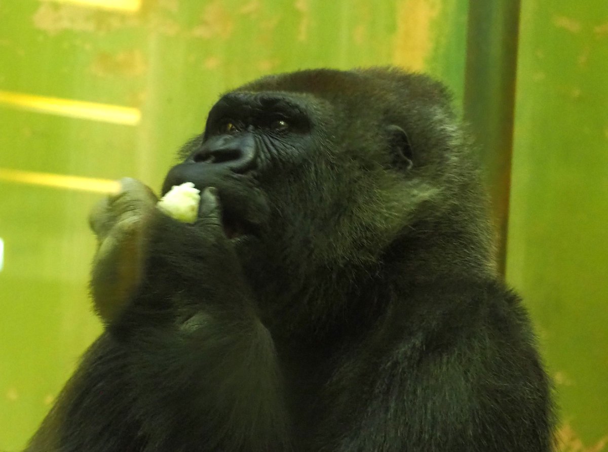 今日の慰霊碑…お花💐がたくさん

ローラちゃん🦍の冬のある日の夕食

風邪予防にニンニク🧄とおにぎり🍙を美味しそうに食べるローラちゃん🦍😊

ローラちゃん🦍…ニンニク🧄好きだったね🥲

＃千葉市動物公園
＃ニシゴリラ　＃ローラ