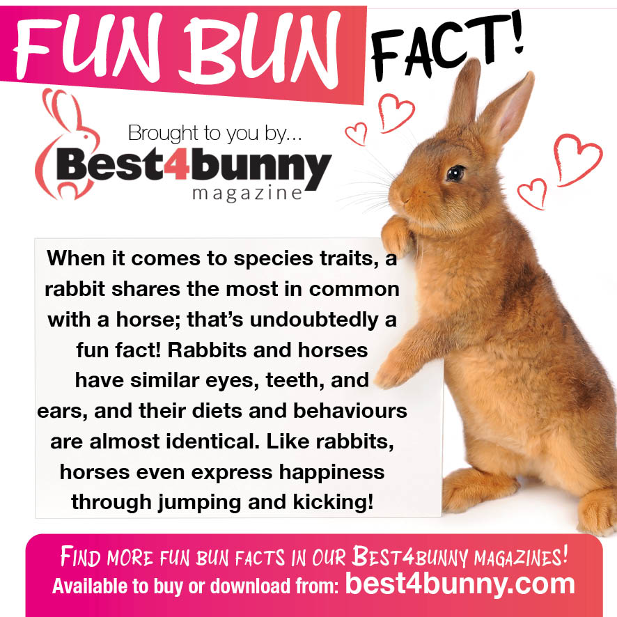 Fun Bun Fact!
Find many more fun bun facts in our Best4bunny magazines.
All available to buy or download here... best4bunny.com/magazines/