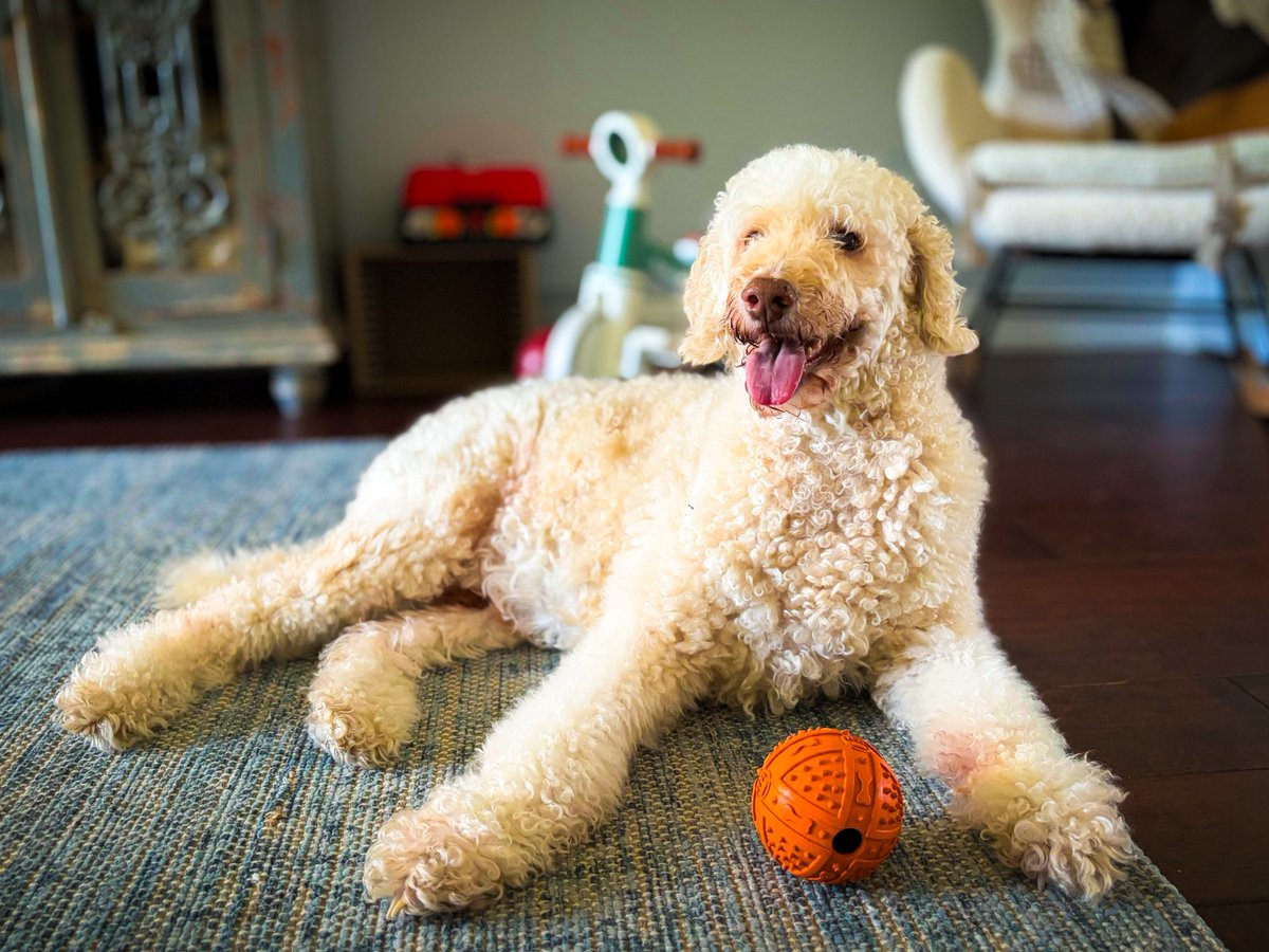 9to5Pets's tweet photo. Toys aren’t a luxury—they’re a must for pets! 🧸🐶
They fight boredom, ease anxiety, and even help prevent bad habits. 🚫💤
Check out @humanesociety’s tips for picking safe, fun toys:
👉 https://t.co/43b5h914OQ https://t.co/t1xXbhlHwS