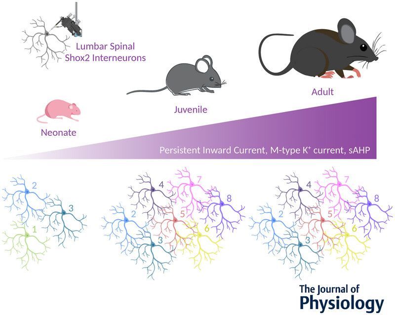 JPhysiol's tweet image. A new study by Shayna Singh (@DrexelMedicine) et al. examines properties of rhythmogenic currents in spinal Shox2 #interneurons across #postnatal development 🧠 🔬 

📜 Read the #Research here: buff.ly/8vBCRVT