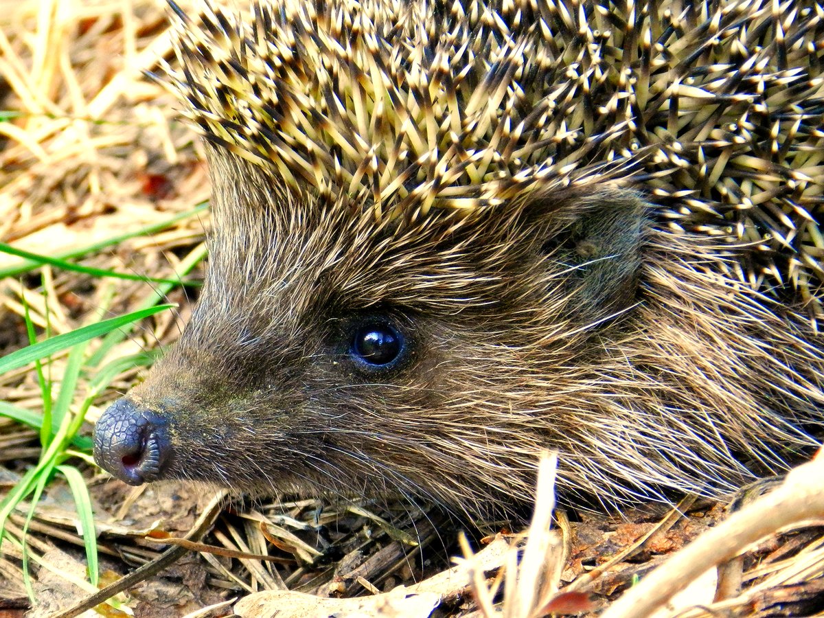 Find out what events are taking place near you as part of Great Big Green Week (7-15 June) – the UK’s biggest celebration of community action to tackle climate change and protect nature.
news.oxfordshire.gov.uk/great-big-gree…