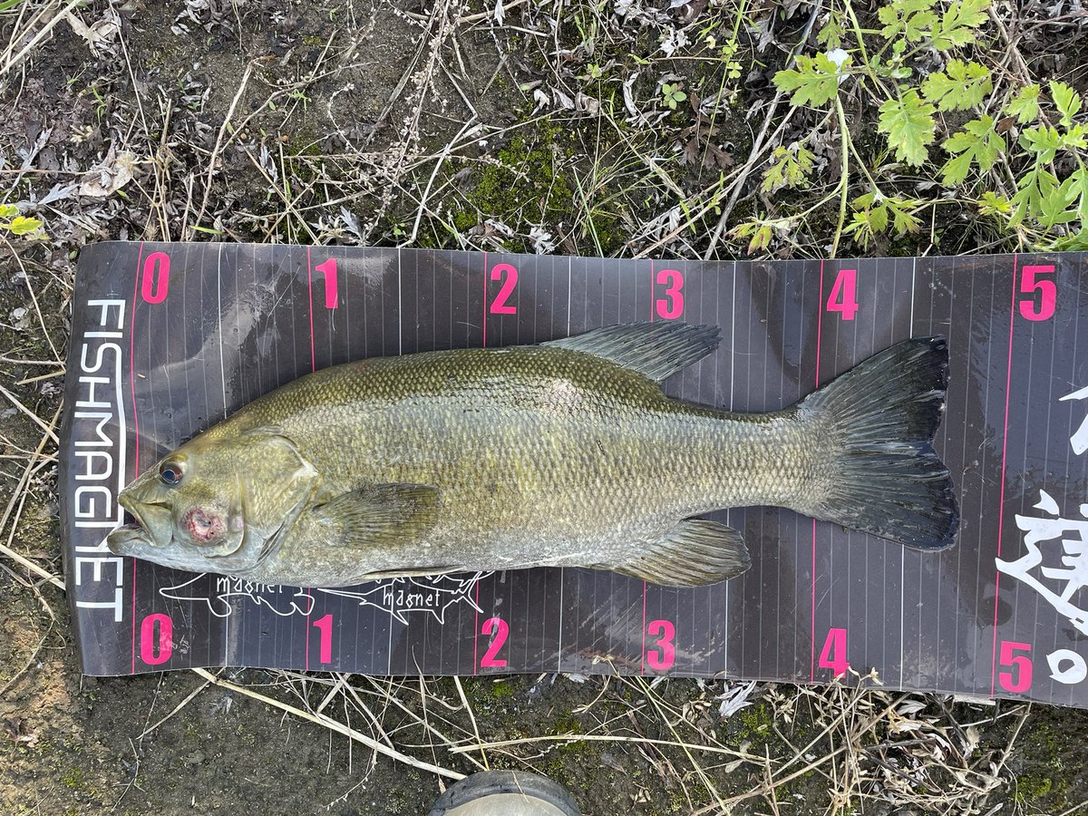 bf8seb's tweet photo. 昨日と今日の釣果をまとめて
・ヴァラップスイマーのスイミングにて47🐟
・ドライブシャッドのフリーリグドリフトに    
てボトムをコツコツ転がしながら45🐟

昨日今日と水位が15センチほど違いがあったが、両日共にポイント選定が上手くいった🎣 https://t.co/UYvwV1iEWC