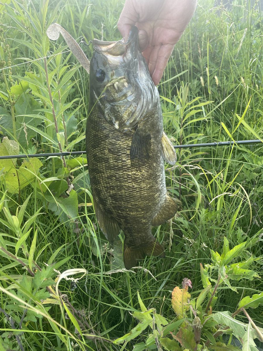 bf8seb's tweet photo. 昨日と今日の釣果をまとめて
・ヴァラップスイマーのスイミングにて47🐟
・ドライブシャッドのフリーリグドリフトに    
てボトムをコツコツ転がしながら45🐟

昨日今日と水位が15センチほど違いがあったが、両日共にポイント選定が上手くいった🎣 https://t.co/UYvwV1iEWC