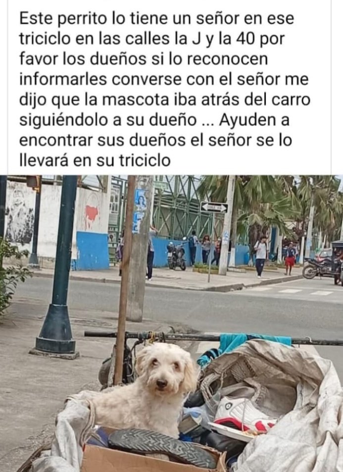 AlertaMePerdi's tweet photo. #ENCONTRADA #GUAYAQUIL
Fecha: 31/05/25
Sector: Sur, 40ava. y la J
Sexo: Hembra
Raza: French
Obsv.: Pelaje color blanco con mechas amarillas 
Contacto: 0963715346
¡Ayúdala a volver con su familia!
#AlertaMePerdí https://t.co/mNTtoysM36