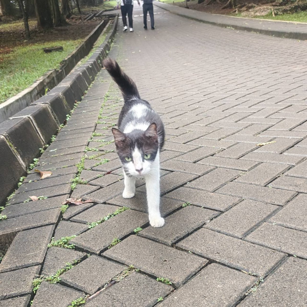 BEM Vokasi UI tweet media