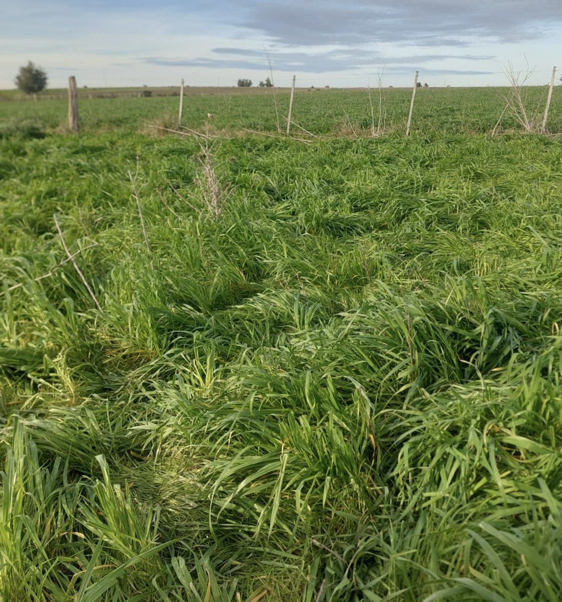 Pasture Genetics tweet media