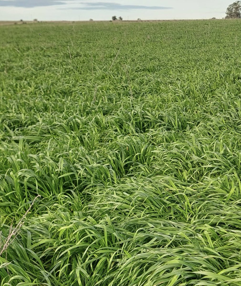 Pasture Genetics tweet media