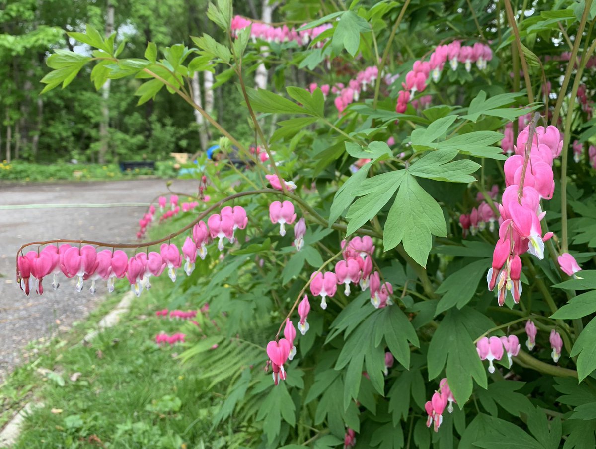 My “Pretty in Pink” flower beds are showing off. #LoveSpring 😊
