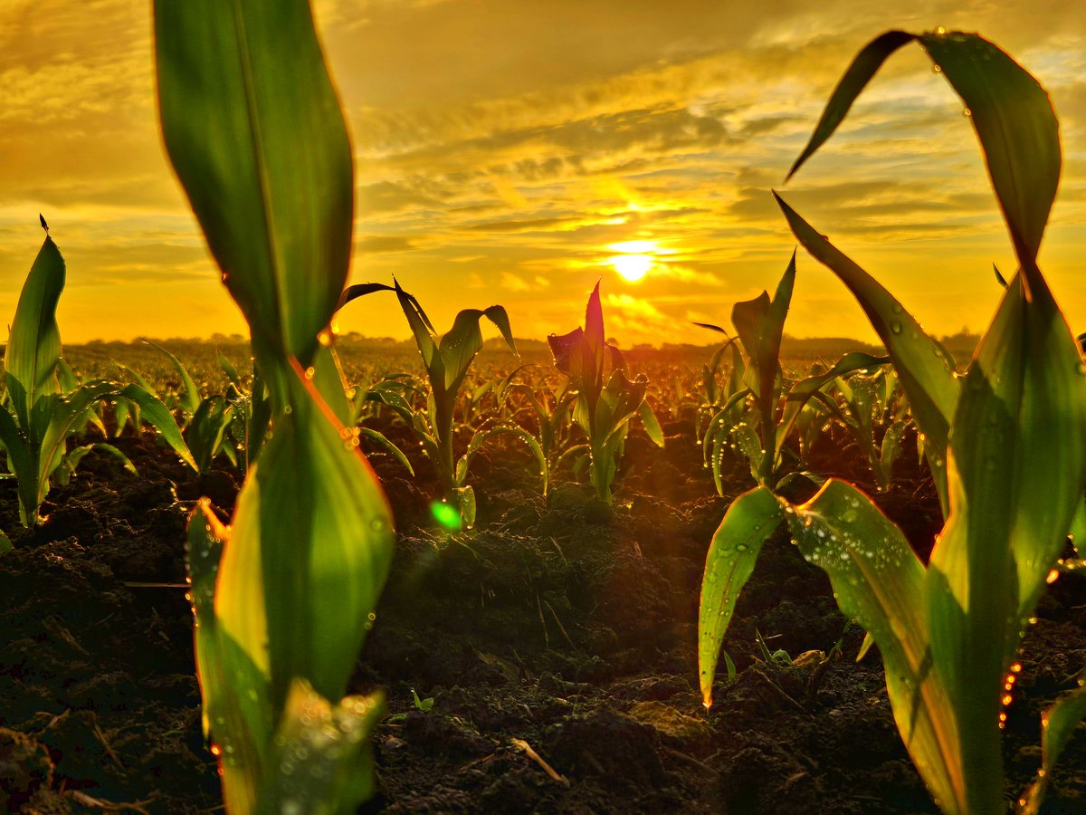 Beautiful Sky after a Perfect 1" rain!!
<a href="/PioneerSeeds/">Pioneer Seeds U.S.</a> 
<a href="/ilcorn/">IL Corn</a> 
#PIONEERSTRONG 🇺🇲🌽💪
#PlantPioneer 
#AMERICANSINCE1926 🇺🇲🌽🇺🇲