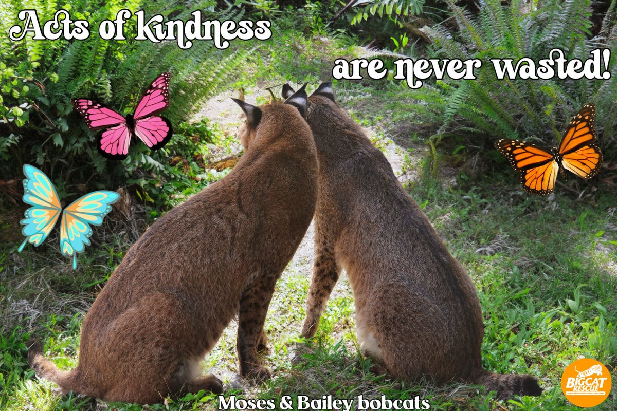 “Acts of kindness are never wasted!”

#MosesAndBaileyBoncats #BigCatRescue #Bobcat #Cat #Thursday #Kindness #KindnessMatters #Kind #BeKind #ActsOfKindness #Inspire #Inspiration #Inspiring #Inspirational