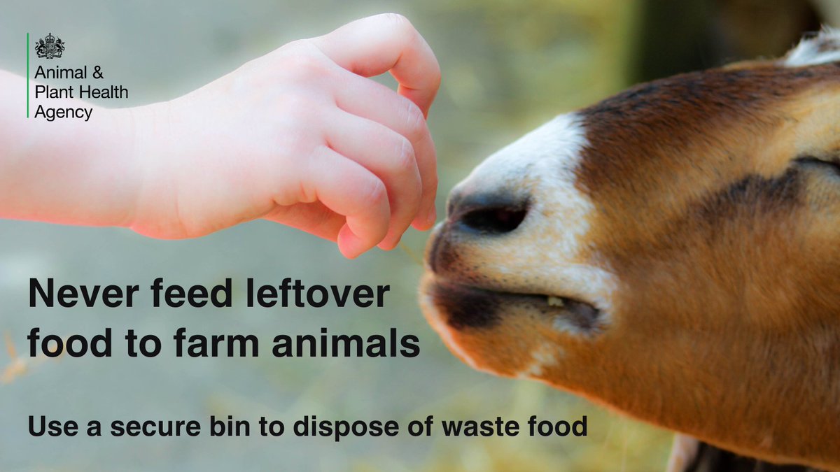 If you’re visiting farms for #OpenFarmSunday, please don’t feed them left over food waste. It’s illegal and can spread deadly diseases like #Footandmouth and #Africanswinefever. Please use the bins provided or take your leftovers home. gov.uk/government/col…