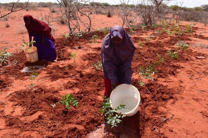IdfSomalia's tweet photo. IDF in Partnership with the Ministry of Environment and Climate Change, Jubaland Gedo region celebrates 2025 World Environment Day with Tree Planting to Conserve Nature
Let’s  nature, because a restored land means stronger communities, cleaner air and resilient livelihoods https://t.co/lhRLNNmIYa